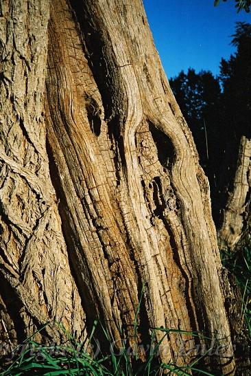 Old tree, Armidale, New England.jpg